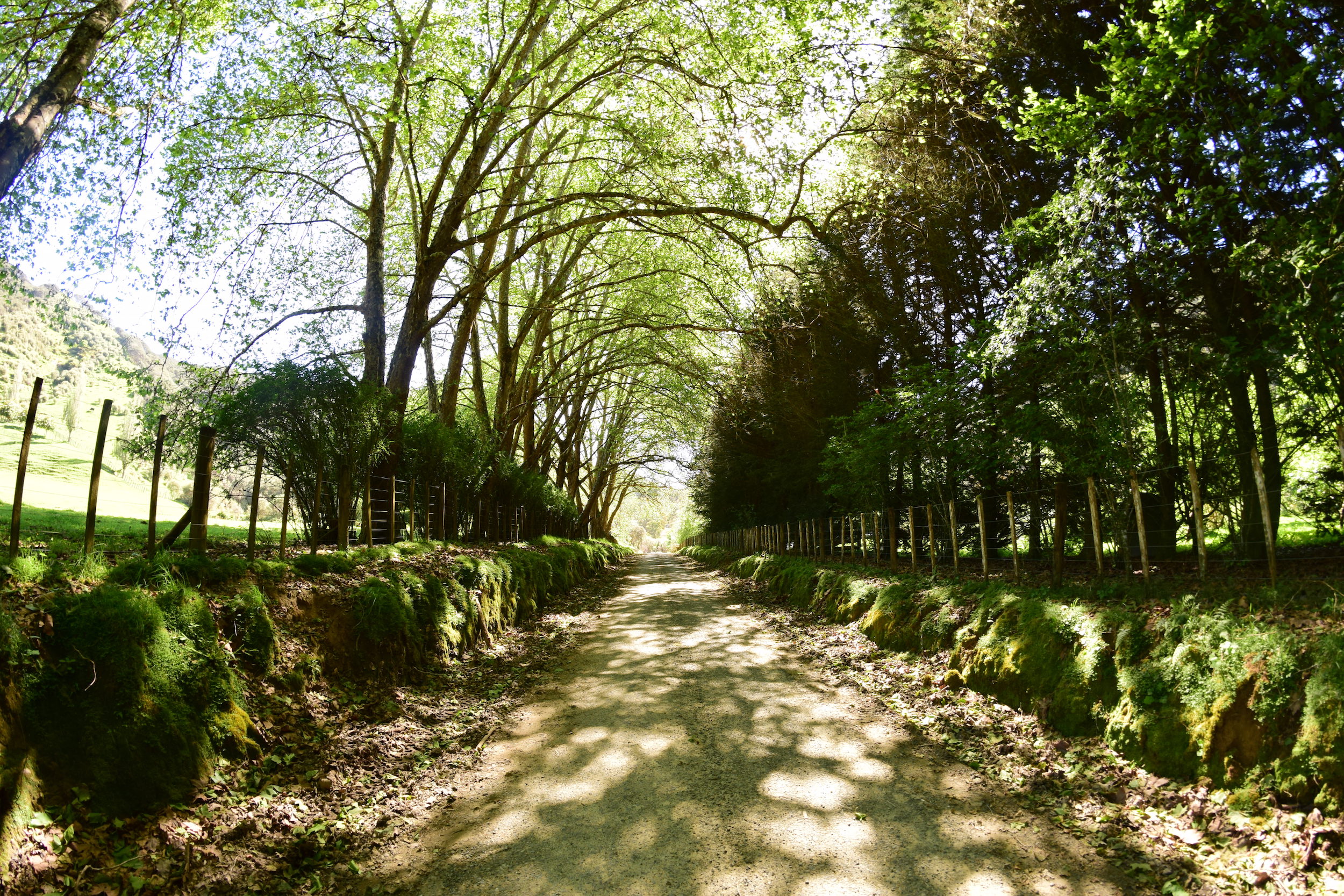 road-trees